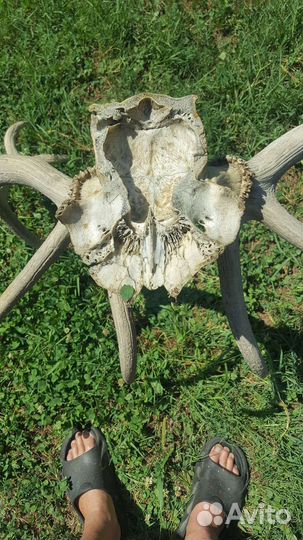 Рога оленя