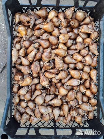 Луковицы нарциссов