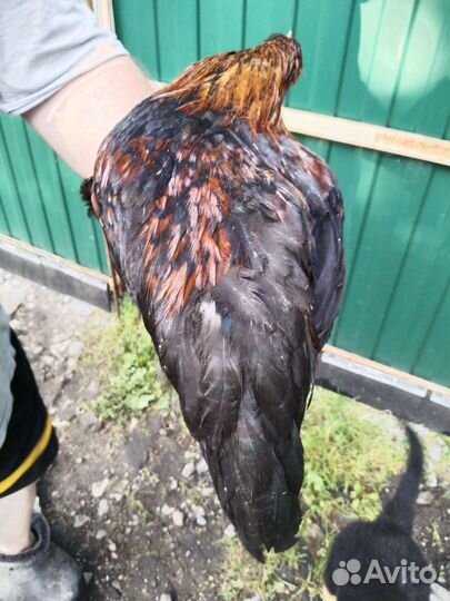 Петушок Маран