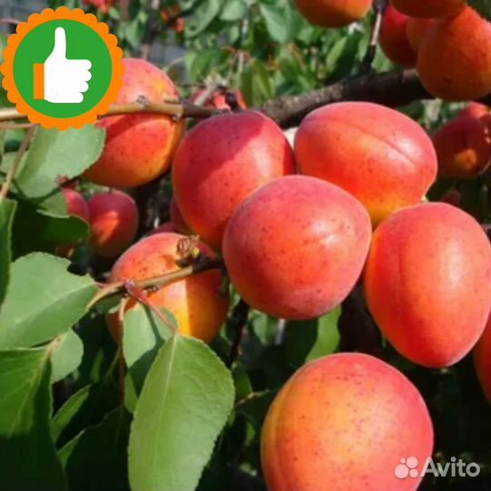 Саженцы абрикос Краснощекий
