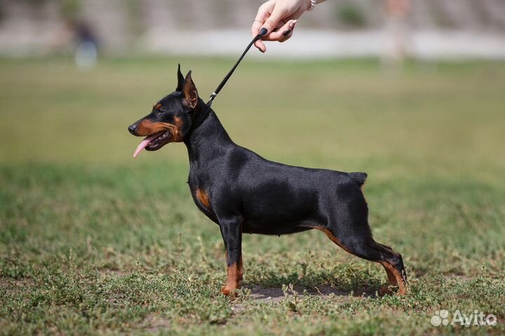 Щенки цвергпинчера