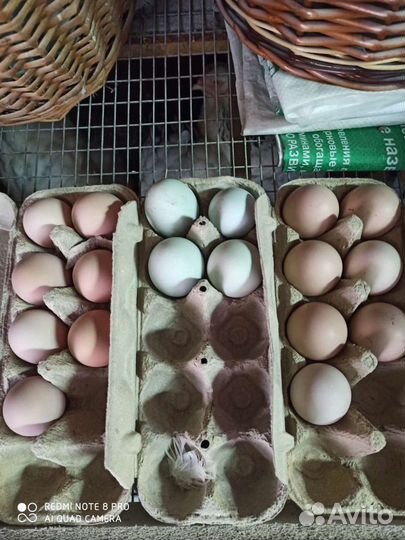 Инкубационное яйцо