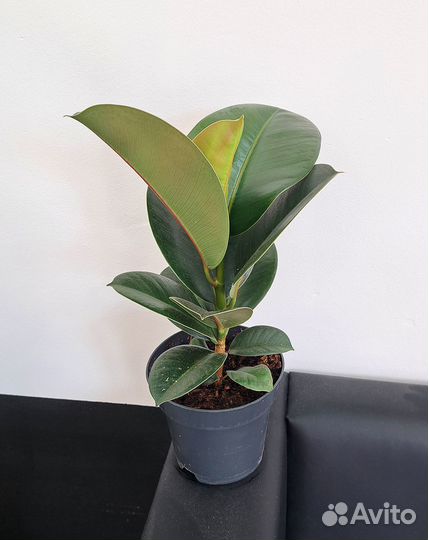 Фикус эластика