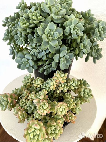 Суккуленты. Седум