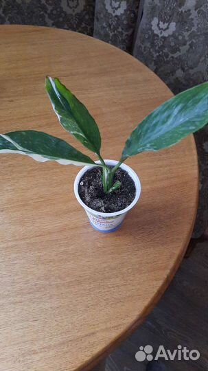 Сортовые фиалки и не только