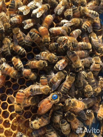 Матки пчелы бакфаст