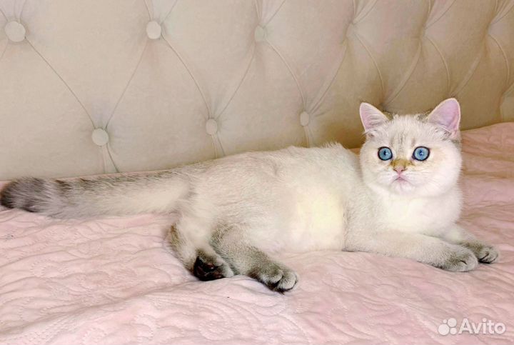 Британские котята