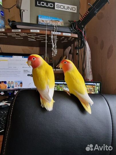 Неразлучники