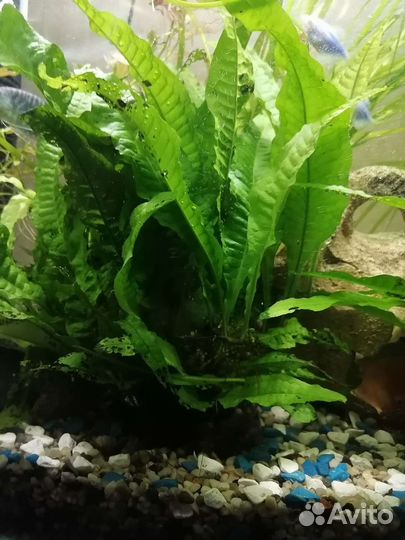 Папоротник таиландский крыловидный