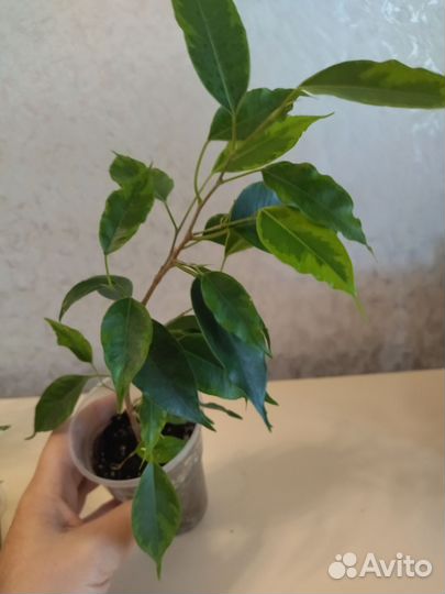 Фикусы бенджамина и Али