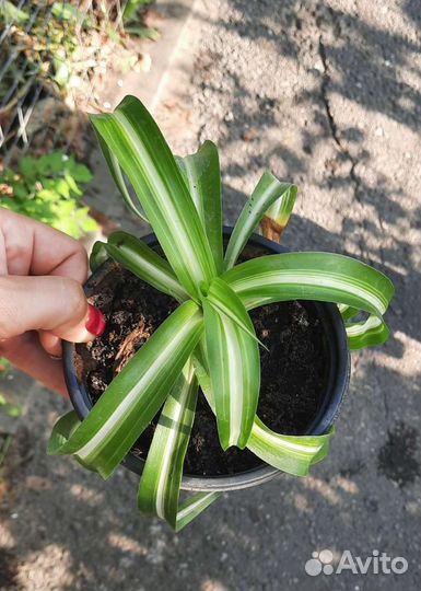 Комнатные растения