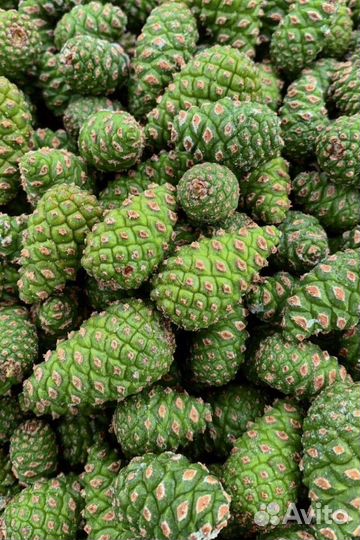 Шишки сосновые