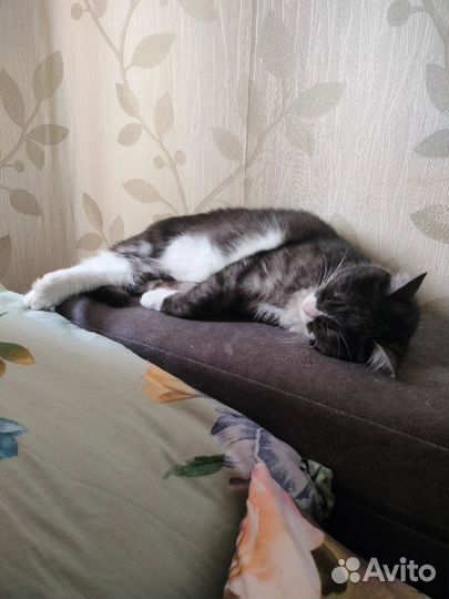 Кот в добрые руки бесплатно