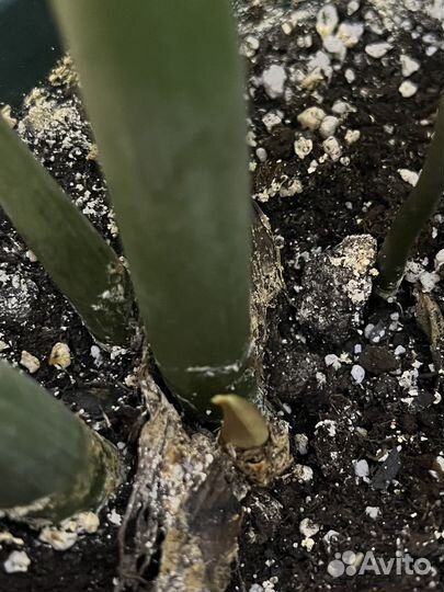 Два Замиокулькаса 30 см и 70 см