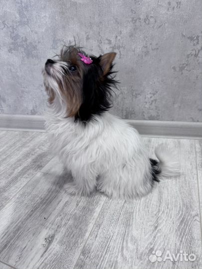 Девочка мини