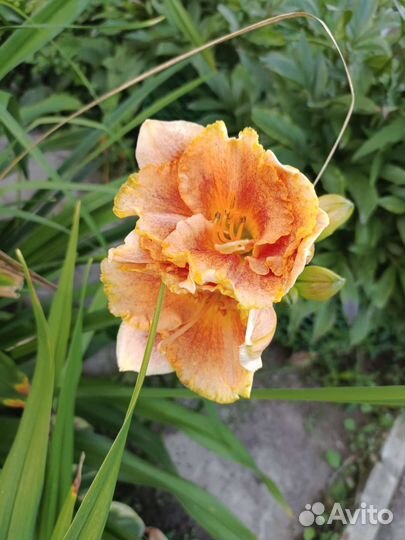 Многолетники садовые