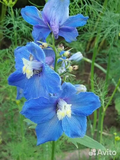 Гортензии, дельфиниум, гипсофилла