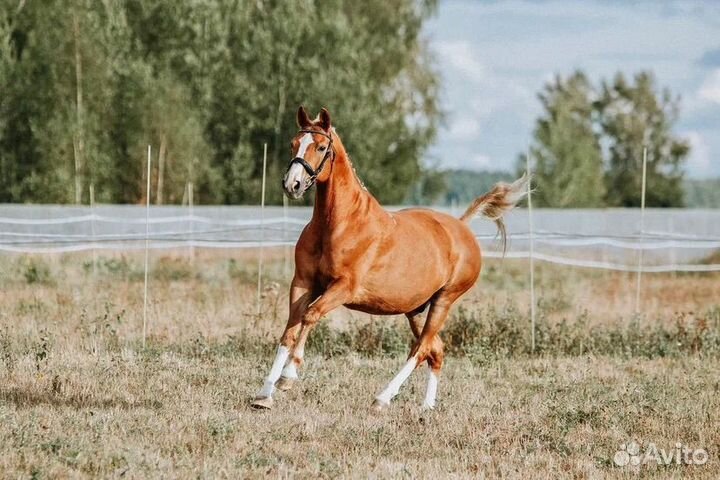 Ганноверский мерин