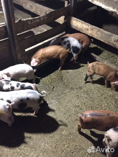 Поросенок ландрас