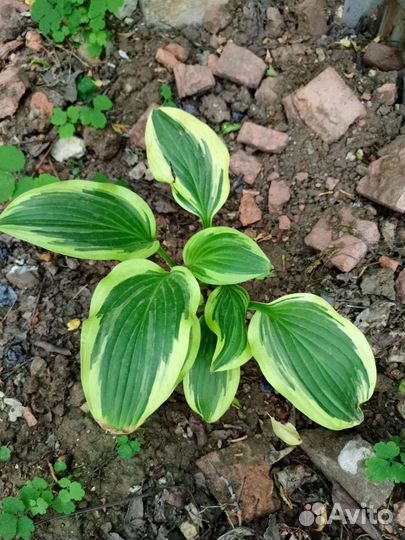 Хосты пестролистные