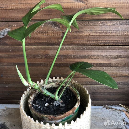 Филодендрон Рафидофора