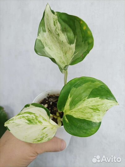 Сциндапсус хэппи лиф