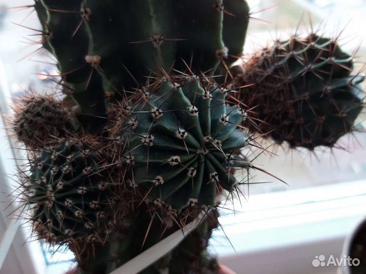 Продаются детки от цветущего кактуса
