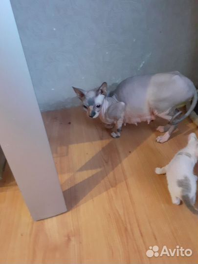 Канадский сфинкс