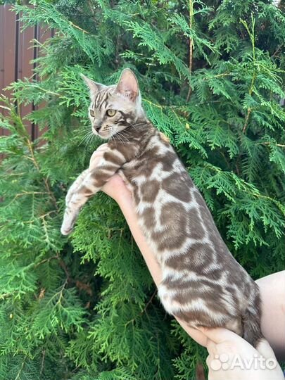 Бенгальская кошечка сепия