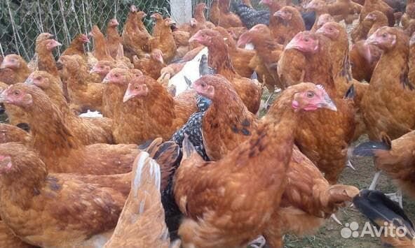 Курицы-несушки, 9 месяцев, уже несутся. Доставка