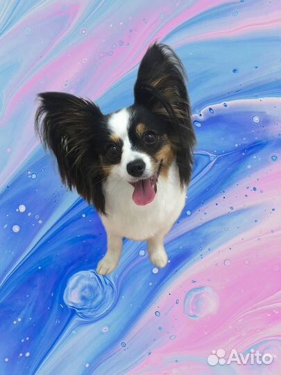 Стрижка/Груминг собак. Фиксированная стоимость