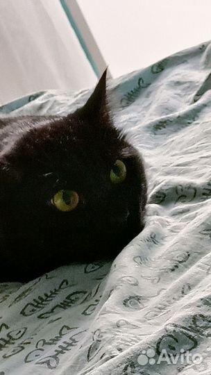 Сфотографирую для вас кота