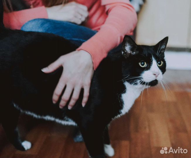 Маркиз большой- настоящий кот-бегемот)