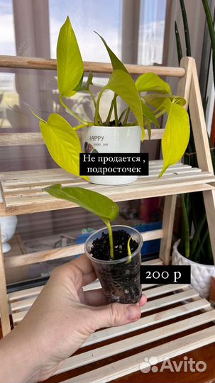 Комнатные цветы