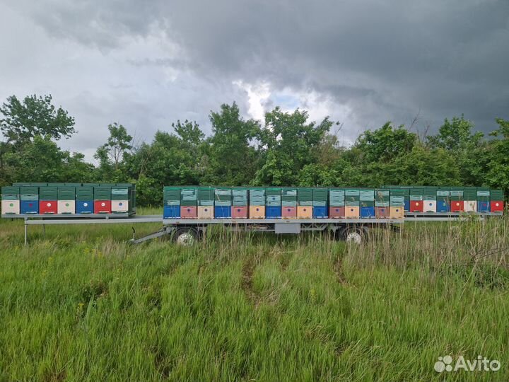 Пчелоприцеп легковой с ульями и пчелами