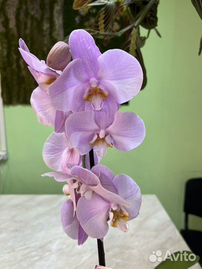 Орхидея фаленопсис