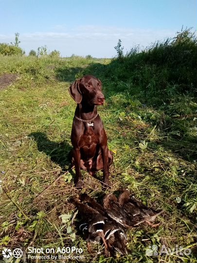 Курцхаар вязка