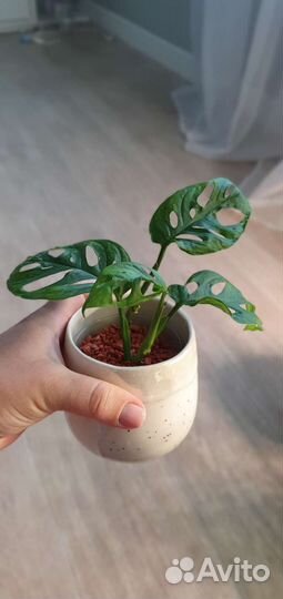 Комнатные растения цветы