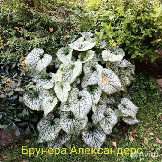 Брунера Александерс