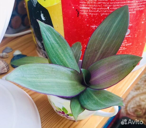 Цветок Сансевиерия