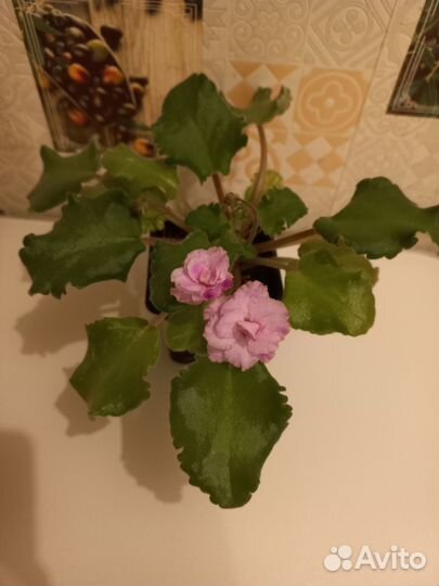 Фиалка цветущая