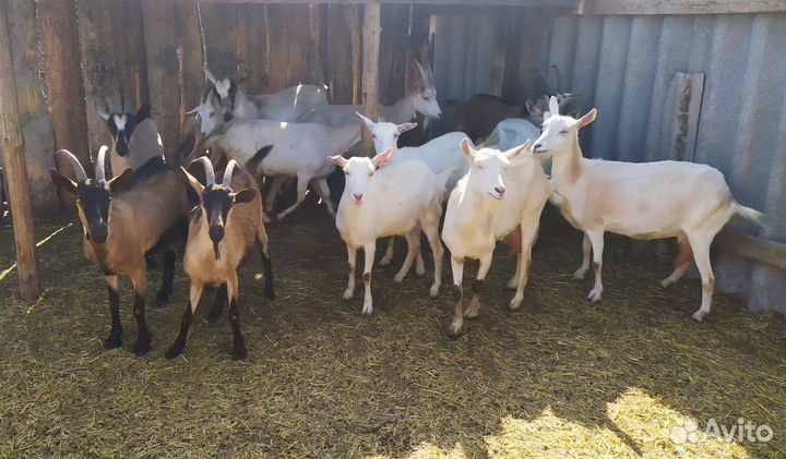 Продам коз, козочек