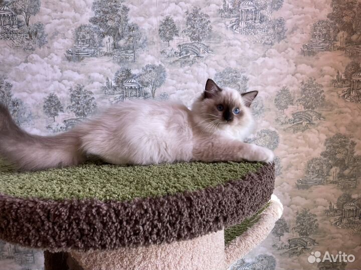 Другие породы