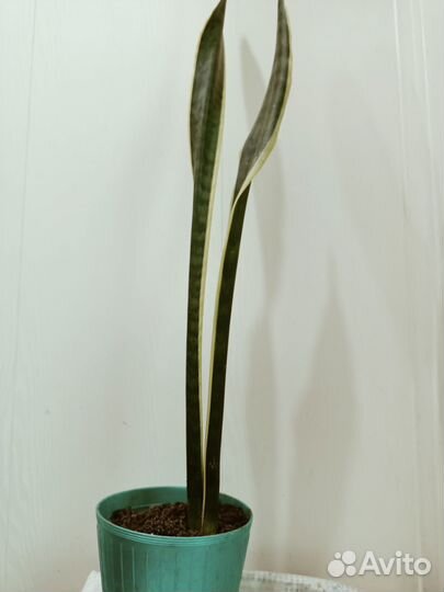 Сансевиерия лауренти