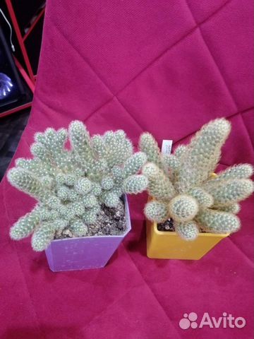 Суккуленты. Крассула