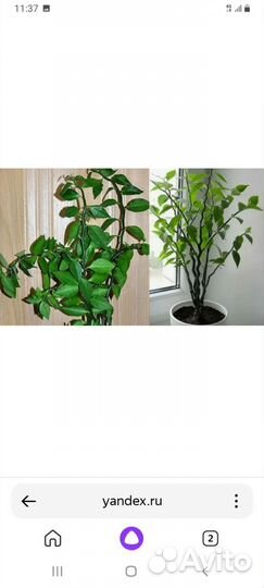 Педилантус зеленый