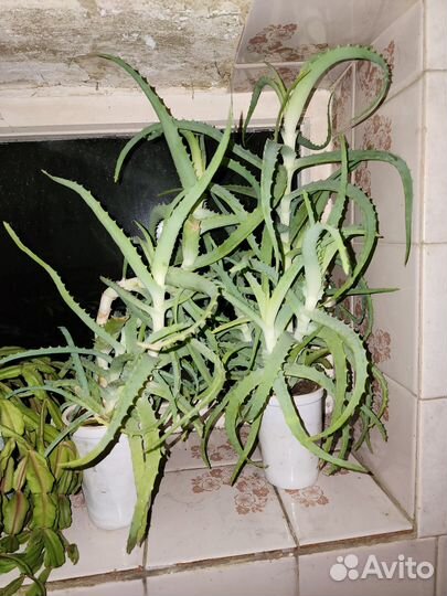 Комнатные цветы алоэ