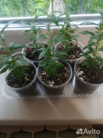 Гранат комнатный