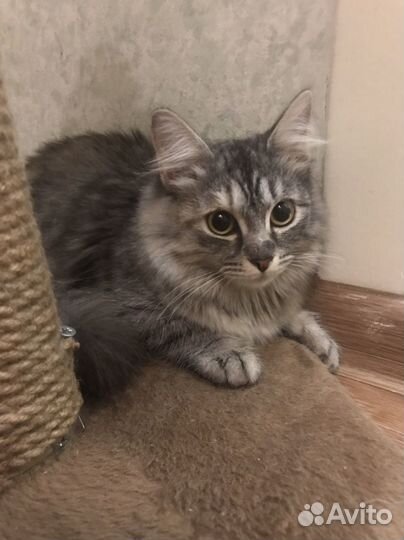 Кошка