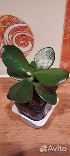 Комнатные растения цветы